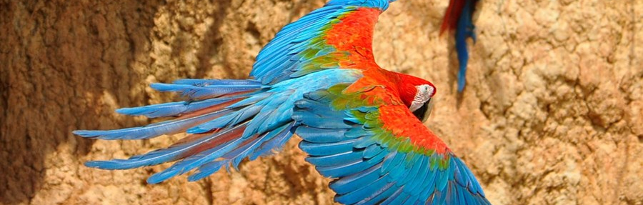 Tambopata National Reserve