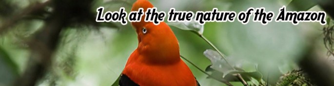 Rooster of the rocks: the national bird of Peru